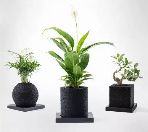 怎么除甲醛靠得牢？竹炭、植物成***“騙局”
