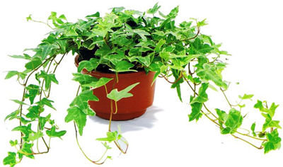 記住這四條規(guī)則，巧用植物甲醛治理！