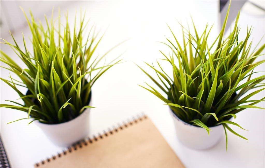 植物能治理甲醛嗎？科學(xué)使用植物很重要