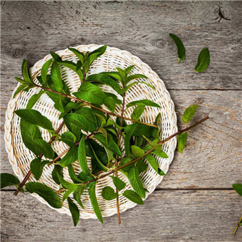 植物可以去甲醛嗎？甲醛治理原理是什么