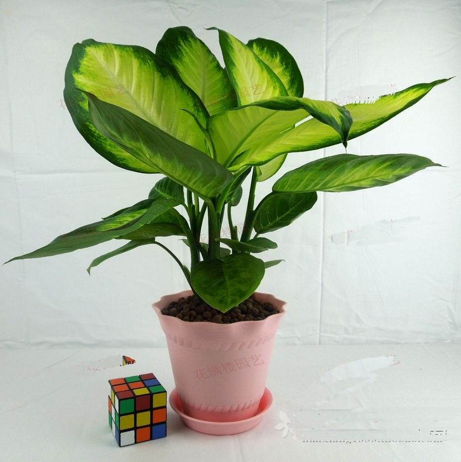 哪些植物可以除甲醛，本事***呢？