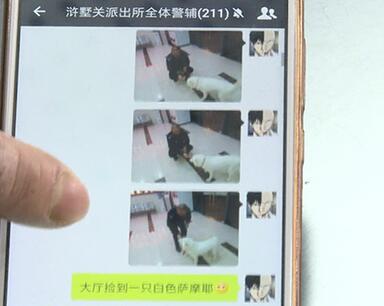 有問題找警察，薩摩耶派出所報案，不注意這件事，對狗狗致命，警察蜀黍卻幫不上忙！