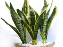 用什么植物除甲醛最好？