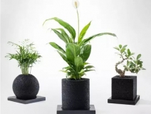 怎么除甲醛靠得牢？竹炭、植物成最大“騙局”