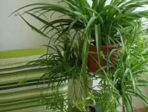 除甲醛，竹炭綠植不給力