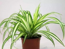 去除甲醛的綠植有哪些?你家里有嗎？