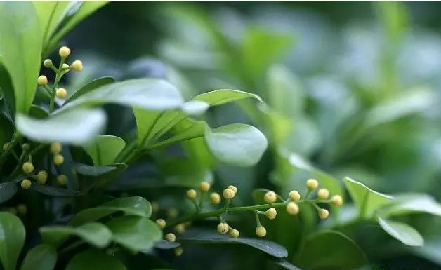 活性炭除甲醛有效嗎？